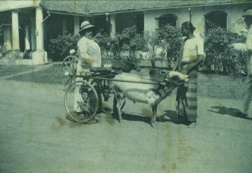 Helene de rothschild buying a cart in ceylon helene de rothschild buying a cart in ceylon
