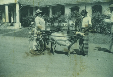 helene de rothschild buying a cart in ceylon